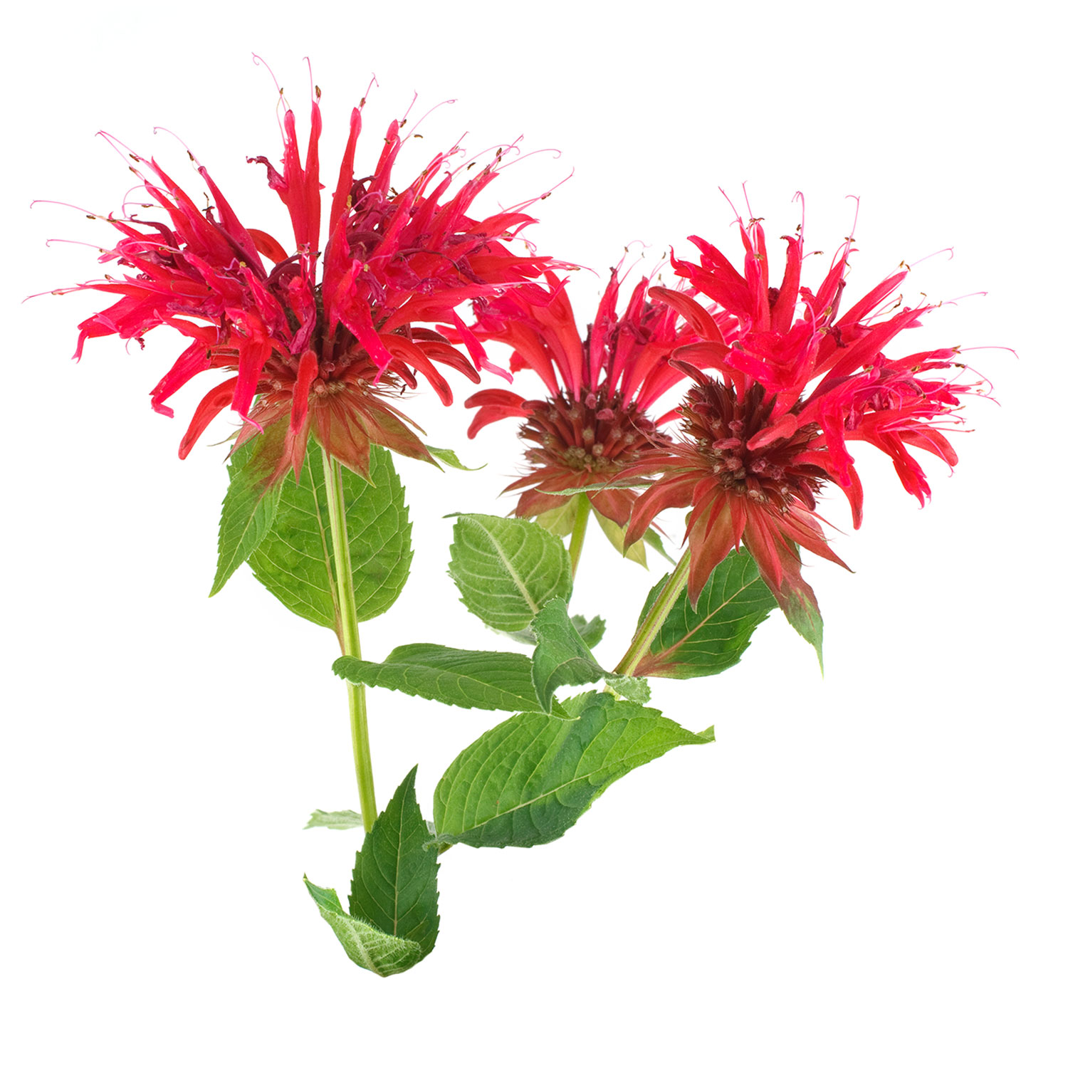 Monarde